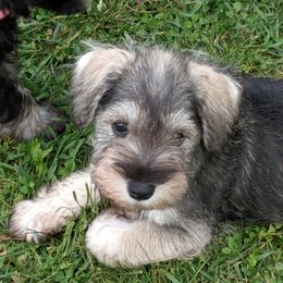 Miniature Schnauzer Puppies from Tymeless Farm