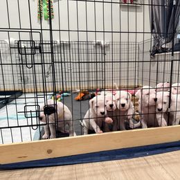 Red - White male Dogo Argentino puppy in Bayview, Texas from Casa de la Bahia