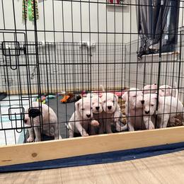 Red - White male Dogo Argentino puppy in Bayview, Texas from Casa de la Bahia