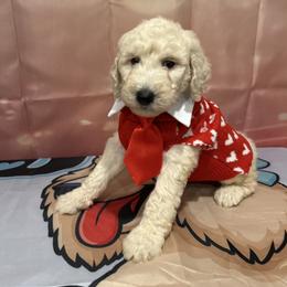 Beso - White male Poodle puppy in Mobile, Alabama from Semmy’s Standard Poodle LLC