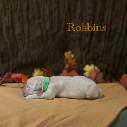 Robbins - Golden male Golden Retriever puppy in Fruitland, Idaho from Bethel Retrievers