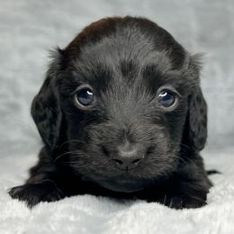 Elvira - Black female Dachshund puppy in Payette, Idaho from NT Mini Doxies
