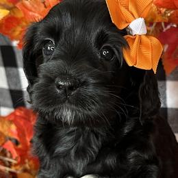 Olive - Black Cockapoo puppy in Roseville, California from Darby Park Doodles