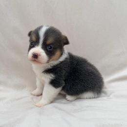 Blue Male - Blue male Pembroke Welsh Corgi puppy in Okeechobee, Florida from Cowtown Corgis & Border Collies