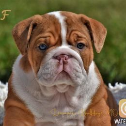 Bulldog Puppies from Dampier Bulldogs Mo