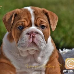 Bulldog Puppies from Dampier Bulldogs Mo