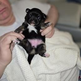 Girl 2 - Black and white female Chihuahua puppy in Lugoff, South Carolina from Cutie Pie Chihuahua's