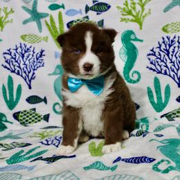 London - Brown and white male Siberian Husky puppy in Lunenburg, Vermont from SNOW WOOLY HUSKY