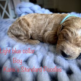 Poodle Puppies from Katie’s Standard Poodles