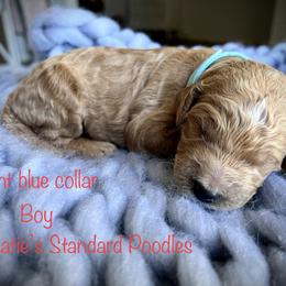 Poodle Puppies from Katie’s Standard Poodles
