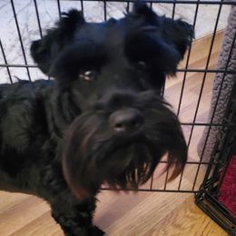 Miniature Schnauzers from Mary's Miniature Schnauzers