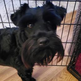 Miniature Schnauzers from Mary's Miniature Schnauzers