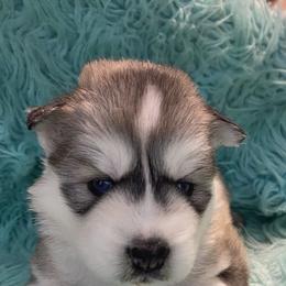 Siberian Husky Puppies from TCE HUSKIES