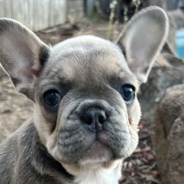 Girl 3 - Blue fawn French Bulldog puppy in Elk Grove, California from Love My Crazy Frenchies