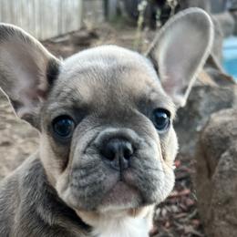 Girl 3 - Blue fawn French Bulldog puppy in Elk Grove, California from Love My Crazy Frenchies