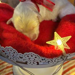 Willow - Cream female Cockapoo puppy in Anderson, South Carolina from Cackalacky Companions