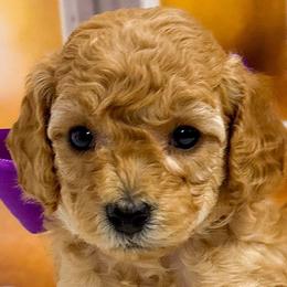 Twilight Sparkles (Purple Collar) - Red  female Goldendoodle puppy in Santa Clara, Utah from Desert Dawn Doodles