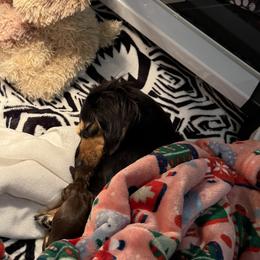 Dachshund puppies from Furry Godmother Pups