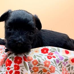 Luna - Black female Yorkipoo puppy in Cameron, South Carolina from Sassy Sailor & Company