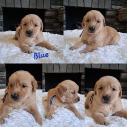 Red boy - Dark golden male Golden Retriever puppy in Howell, Michigan from Robbin's Treasures