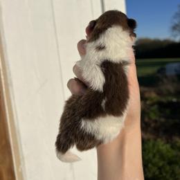 Max - Chocolate parti male Pomeranian puppy in Nashville, Arkansas from Cuddles n Curls