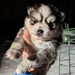 Mira Female Blue Eyes - Black and white female Pomsky puppy in Hurleyville, New York from My Crazy Pomskys