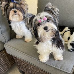 Biewer Terrier and Yorkshire Terrier Puppies from York Town California