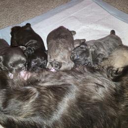 French Bulldog puppies from Michelle Thompson