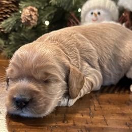 Mr. Hotel - Cockapoo puppy from Darby Park Doodles