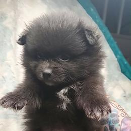 Boy 1 - Black male Pomeranian puppy in Tulsa County, Oklahoma from CP Kennels