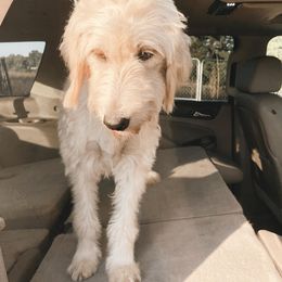 Goldendoodle and Poodle All Grown Up from Southern Tide Poodles & Doodles