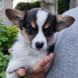 Poppy - Black and tan female Pembroke Welsh Corgi puppy in Sidney, Ohio from Cozy Corgi Ranch