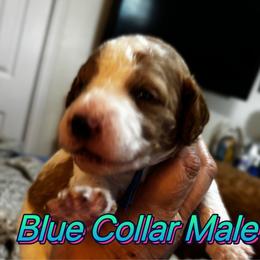 Light Blue Collar Male - Parti male Goldendoodle puppy in Eunice, Louisiana from Maison De Pawz