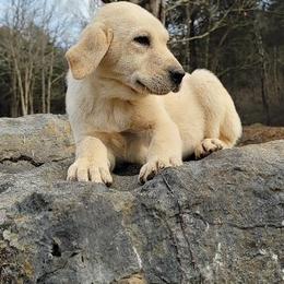 Labrador Retriever Puppies from Buffalo Valley Breeders