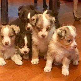 Miniature American Shepherd Puppies from Blue Moon Mini Shepherds