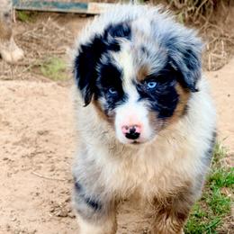 Cinder - Blue merle male Australian Shepherd puppy in Mineral Wells, Texas from A6 Australian Shepards