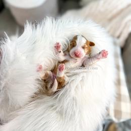 Red - Red female Bernedoodle puppy in Cedar City, Utah from Cedar Doodles- Home of the Teddybear Goldendoodle