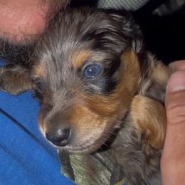 Hansel - Dapple male Dachshund puppy in Stamford, Texas from West Texas Miniature Dachshunds