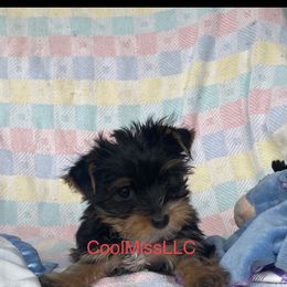 Chihuahua and Yorkshire Terrier Puppies from CoolMissLLC