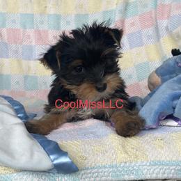Chihuahua and Yorkshire Terrier Puppies from CoolMissLLC