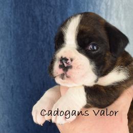 Cadogans Valor - Brindle male Boxer puppy in Clinton, Iowa from Cadogans Boxers