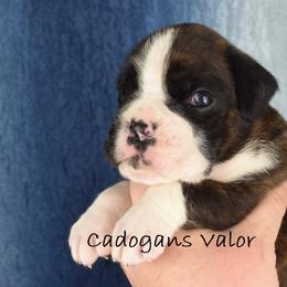 Cadogans Valor - Brindle male Boxer puppy in Clinton, Iowa from Cadogans Boxers