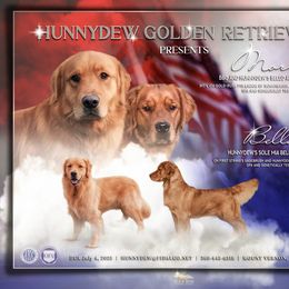 Golden Retriever puppies from Hunnydew Goldens