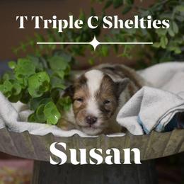 Susan (Pending waiting list) - Sable merle and white female Shetland Sheepdog puppy in Gladbrook, Iowa from T Triple C Shelties