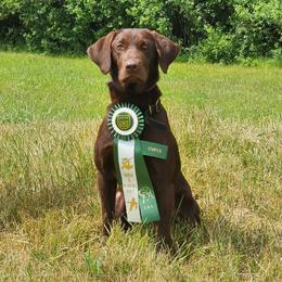 Mudi - Labrador Retriever