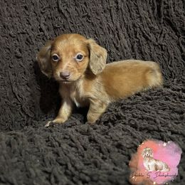 Conrad - Red male Dachshund puppy in Timpson, Texas from Double S Kennel