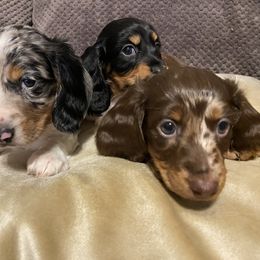 Dachshund Puppies from Dreaming of Dachshunds