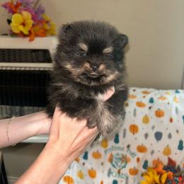 Lucky - Tri-colored male Pomeranian puppy in Zavalla, Texas from Precious Puff Poms