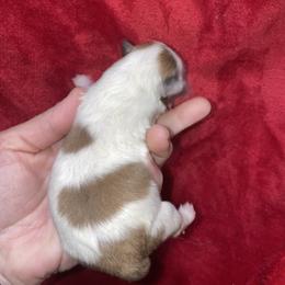 Chunky - Orange parti male Pomeranian puppy in Franklin, North Carolina from A&J Cutie Pawtooties
