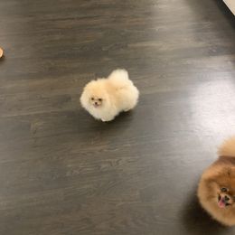 Pomeranian Puppies from Halo Poms